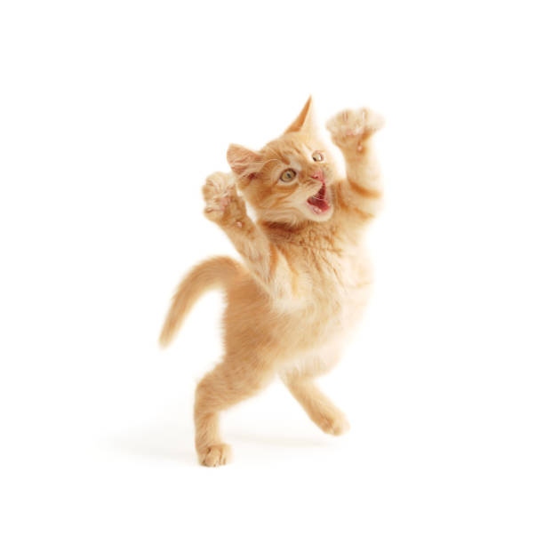 kitten jumping funny red kitten jumping isolated on white background cat jumping stock pictures, royalty-free photos & images