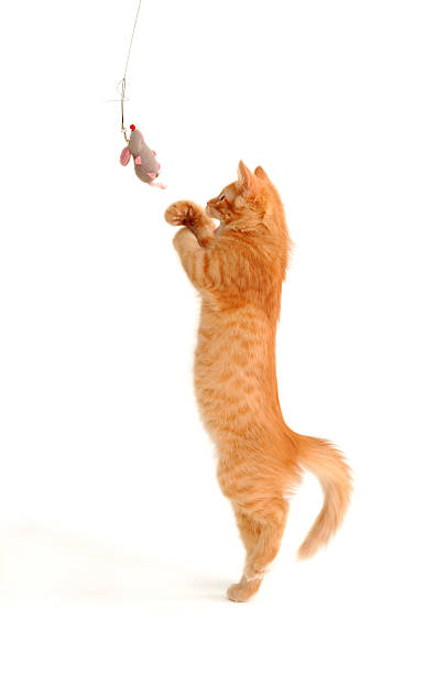 kitten playing with toy mouse stock photo