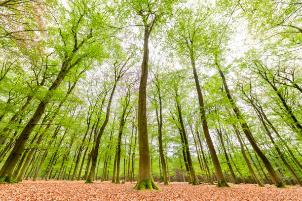Upwards view in a beech tree forest with green leaves on the trees and brown trees on the forest floor in the Veluwe nature reserve in Gelderland, The Netherlands.