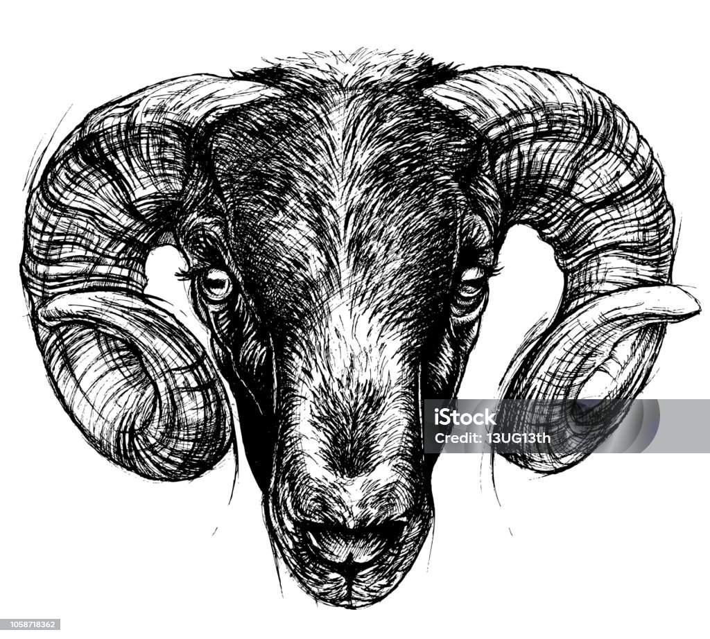 Ram Head Drawing Line Work Stock Illustration - Download Image Now - Goat,  Head, Ram - Animal - iStock