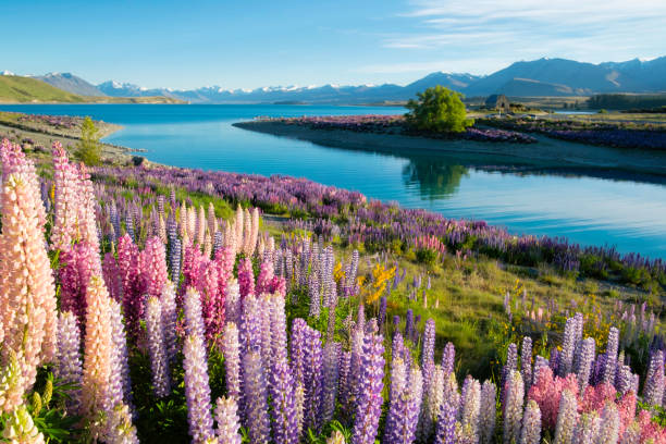 istock The Lupins Of Lake Tekapo 1058718882