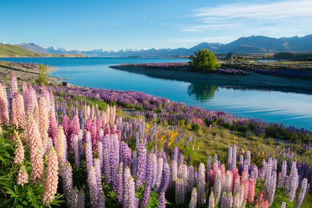 istock The Lupins Of Lake Tekapo 1058718892