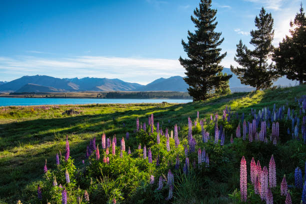 istock The Lupins Of Lake Tekapo 1058718904