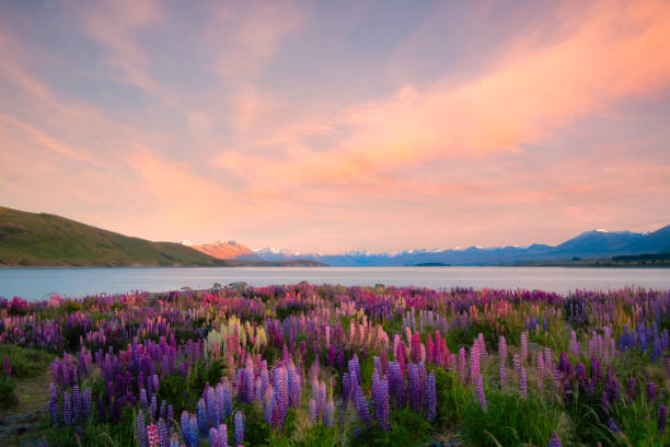 istock The Lupins Of Lake Tekapo (Composite Image) 1058718964
