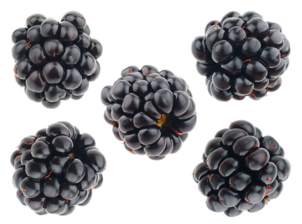 istock Blackberry isolated on white background 1058722344