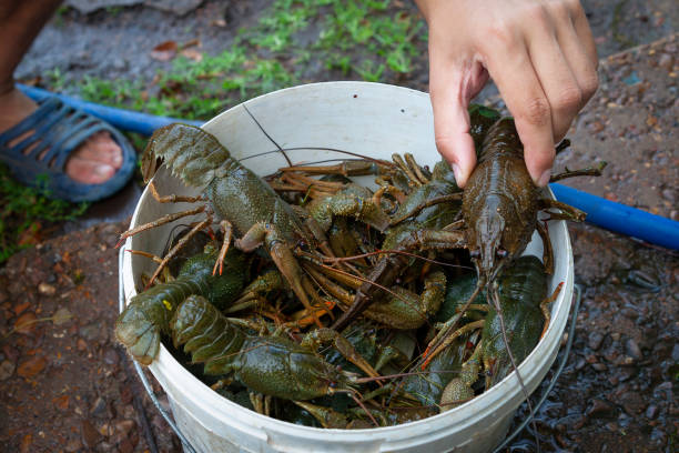 istock Live freshwater crawfish in the bucket 1058722886
