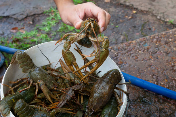 istock Live freshwater crawfish in the bucket 1058722904