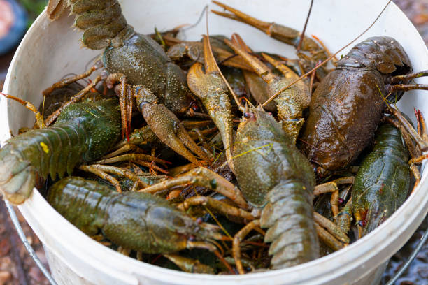 istock Live freshwater crawfish in the bucket 1058722922