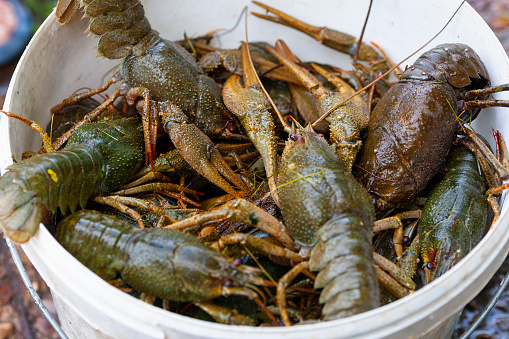 Live freshwater crayfish in a bucket, close-up