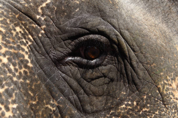 istock Sad look of an elephant, close-up. 1058722956