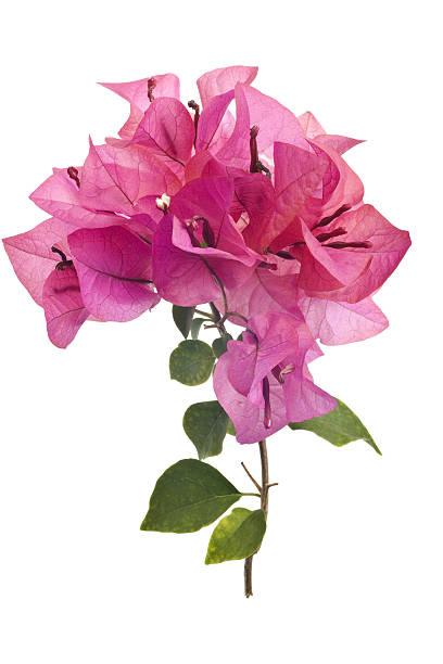 istock Bougainvillea with pink blossoms isolated on white background 105872357