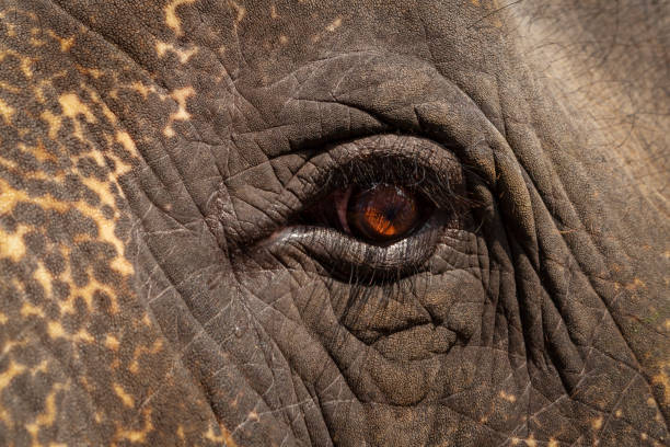 istock Sad look of an elephant, close-up. 1058724058