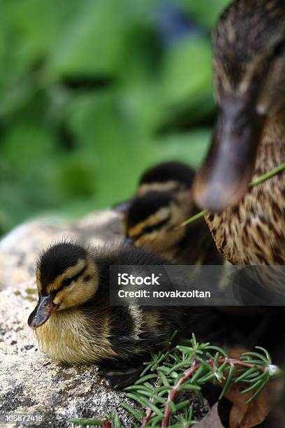 Photo libre de droit de Canard En Famille banque d'images et plus d'images libres de droit de Animal femelle - Animal femelle, Canard - Oiseau aquatique, Caneton