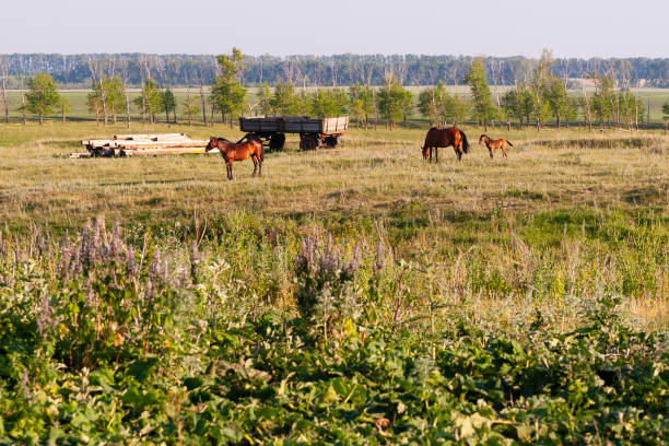 istock Horse grazing in a meadow 1058724468