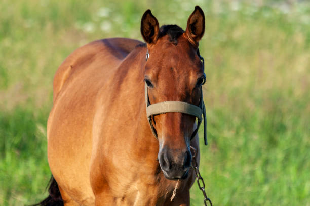 istock Horse grazing in a meadow 1058724624