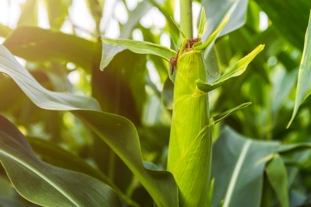 istock The corn plant in the field 1058725544