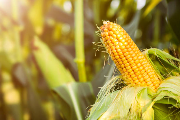 istock The corn plant in the field 1058725564