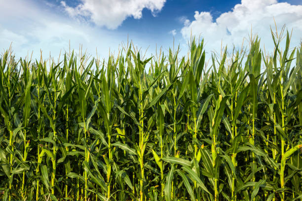 istock The corn plant in the field 1058725686