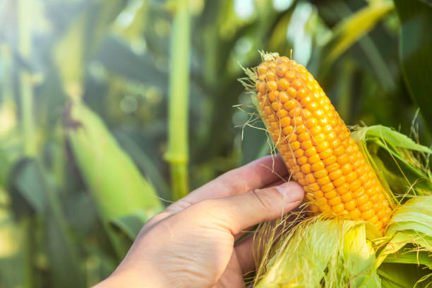 farmer holding corn plant in the field stock photo