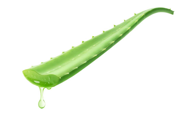 Aloe vera dripping over white background
