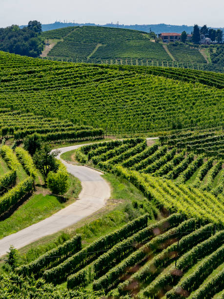istock Vineyards near Barbaresco, Cuneo, in Langhe 1058727730