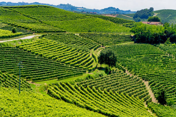 istock Vineyards near Barbaresco, Cuneo, in Langhe 1058727880