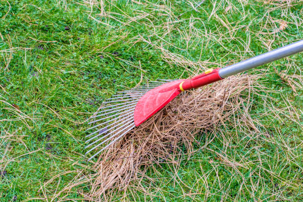 istock Rake removes pine needles from the lawn 1058733786