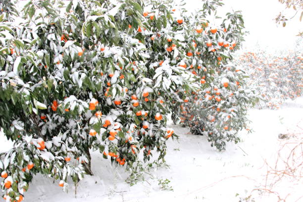 istock Citrus, Winter, Snow, Snowstorm 1058736226