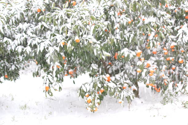 istock Citrus, Winter, Snow, Snowstorm 1058736236