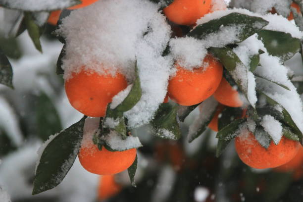 istock Citrus, Winter, Snow, Snowstorm 1058736254