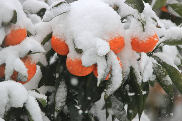 istock Citrus, Winter, Snow, Snowstorm 1058736266