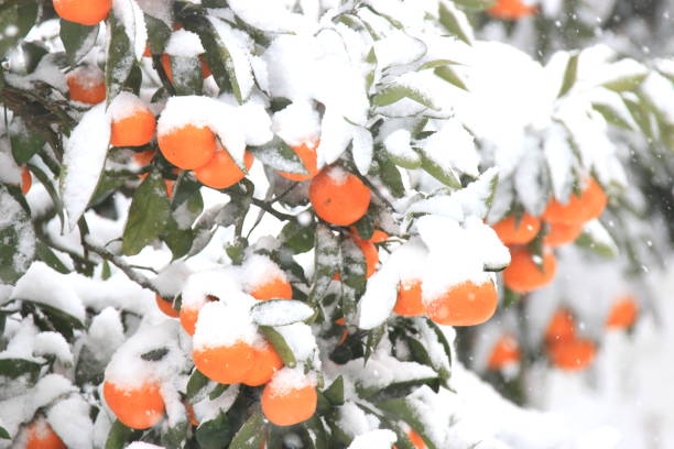 It is a winter landscape of Jeju.