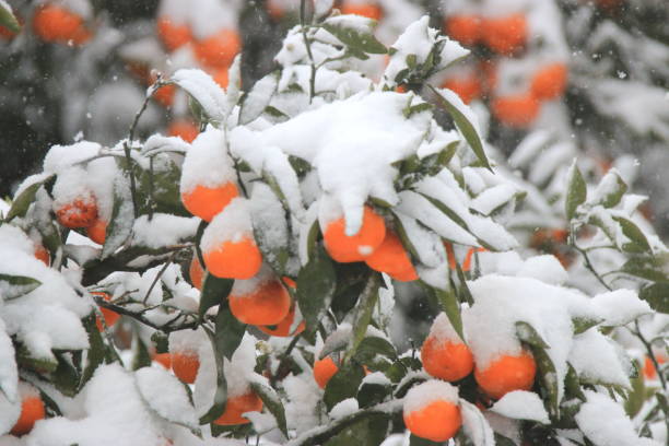 istock Citrus, Winter, Snow, Snowstorm 1058736278