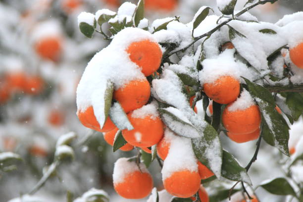 istock Citrus, Winter, Snow, Snowstorm 1058736290