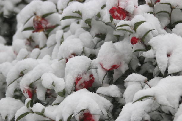istock Camellia, Winter, Snow, Snowstorm 1058736518