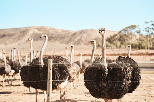 ostrich head with blue sky and clouds in background.