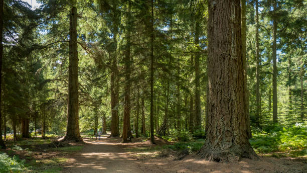 Very tall trees in a forest in the New Forest Nature Reserve, South England, United Kingdom In new Forest one can find majestic conifers planted in the 1850s, some of the oldest Douglas fir trees in Britain. Includes views of two enormous redwoods. new forest tall trees stock pictures, royalty-free photos & images