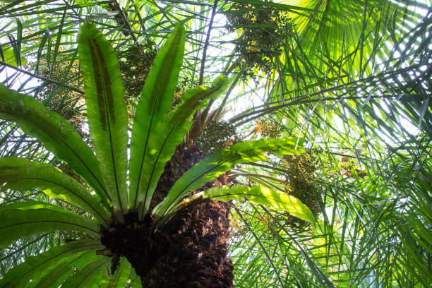 mitten im regenwald - palm leaf flash stock-fotos und bilder