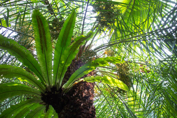 in the middle of rainforest - palm leaf flash imagens e fotografias de stock
