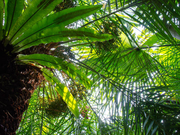 in the middle of rainforest - palm leaf flash imagens e fotografias de stock