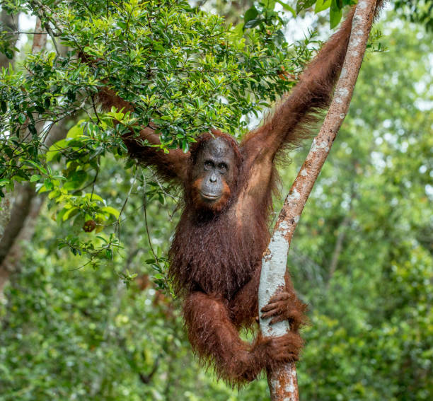 istock Bornean orangutan on the tree under rain in the wild nature. 1058738698