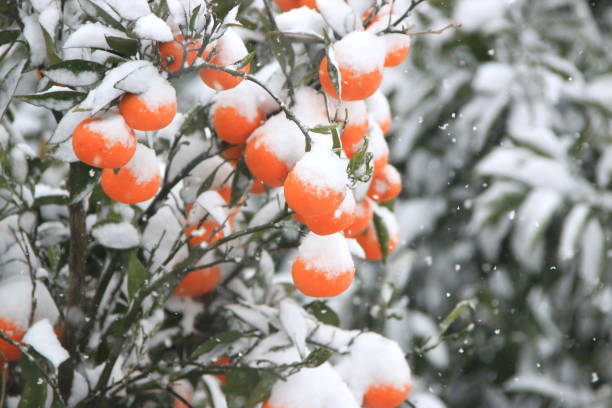 istock Citrus, Winter, Snow, Snowstorm 1058738718