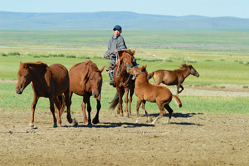 a herd of wild horses in spring in the Utah desert