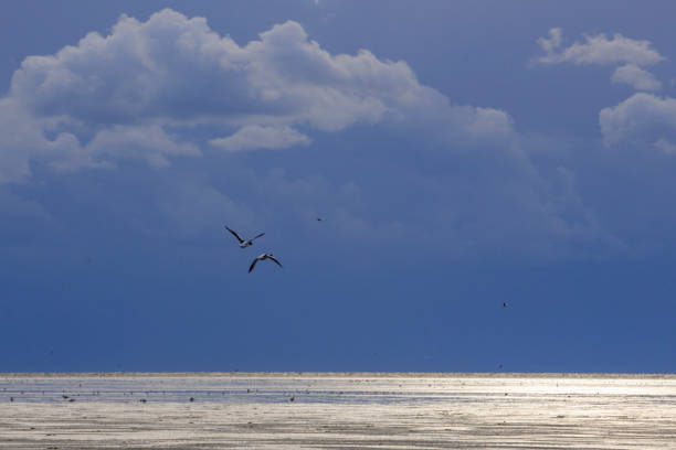 Common shelducks flying over an empty landscape in the Waddensea nature reserve 'de Wadden' with tidal sandflats in the North of The Netherlands