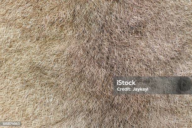 Fur Of An Australian Grey Brushtail Possum Stock Photo - Download Image Now - Animal Hair, Fur, Opossum