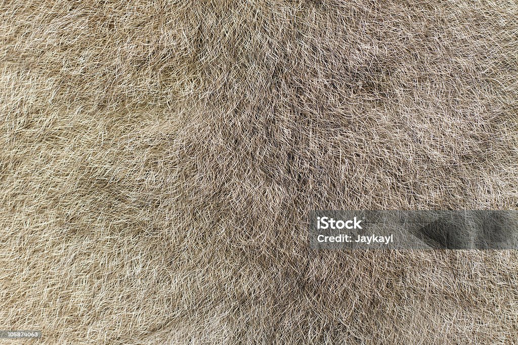 Lobo cinzento de Austrália Brushtail possum - Royalty-free Pele de Animal - Têxtil Foto de stock