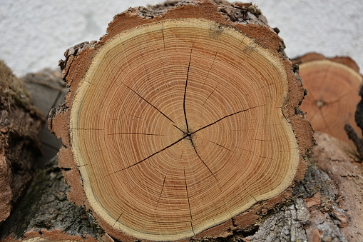 Closeup view of end cut wood tree section with cracks and annual rings. Natural organic texture with cracked and rough surface. Flat wooden surface. Round cut down tree. Close view of brown tree log.