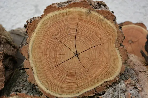 Closeup view of end cut wood tree section with cracks and annual rings. Natural organic texture with cracked and rough surface. Flat wooden surface. Round cut down tree. Close view of brown tree log.