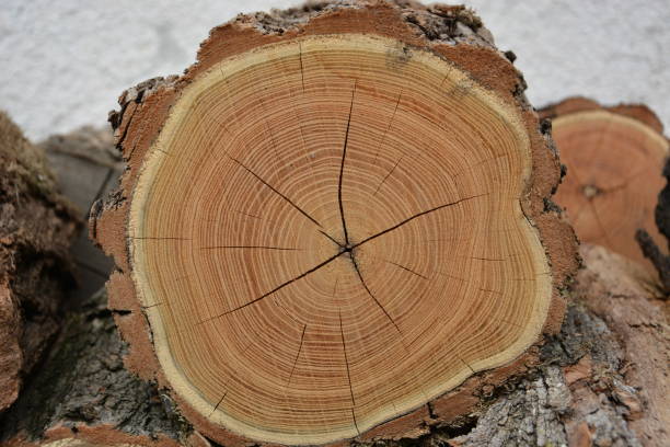 closeup view of end cut wood tree section with cracks and annual rings. natural organic texture with cracked and rough surface. flat wooden surface. round cut down tree. close view of brown tree log. - bark tree cross section wood imagens e fotografias de stock