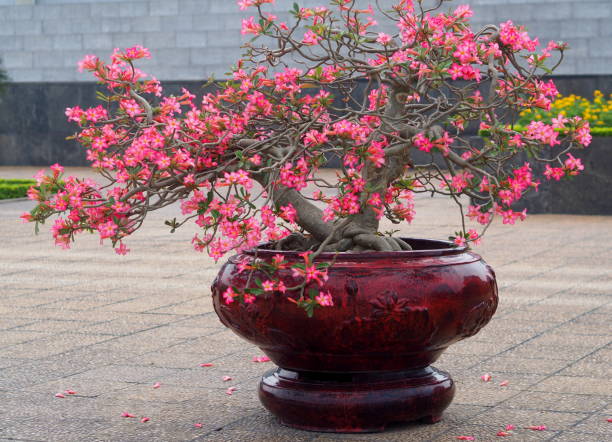 istock bonsai with red flowers 1058740982
